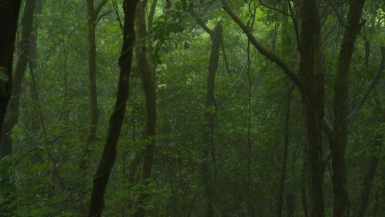 （雨林环境合集）雨雾森林植物苔藓岩石溪流