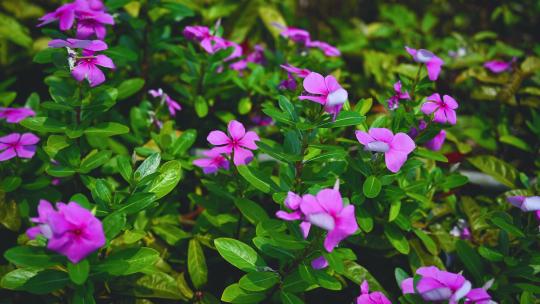 园林中在风里摇曳的紫色小花