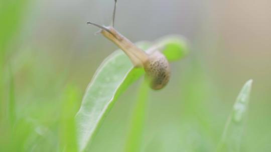 绿色自然小清新蜗牛爬行-立夏