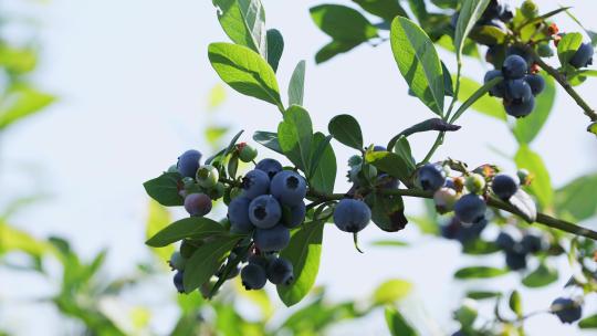 蓝莓树特写蓝莓