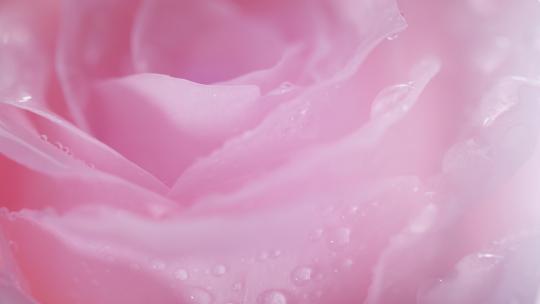 玫瑰花-水珠视频素材