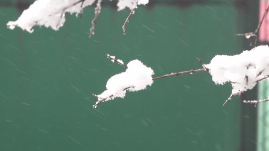 下雪时挂着厚厚积雪的树枝2视频素材模板下载