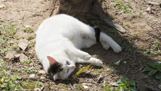 可爱猫咪4K实拍镜头