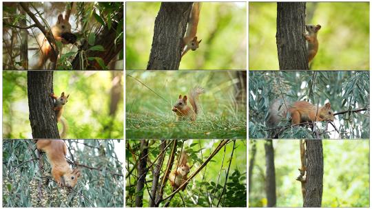 树林里嬉戏打闹吃食物的松鼠