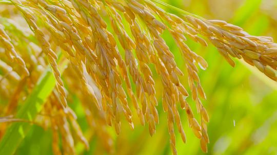 稻田稻米