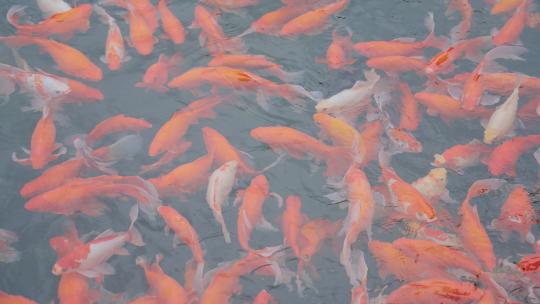池塘红色锦鲤观赏金鱼群视频素材模板下载