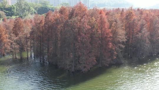 深圳坪山大山陂水库水杉秋色