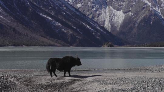 西藏林芝地区河流公路牦牛地拍