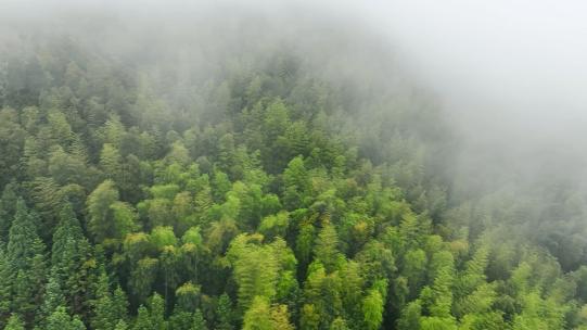 雨后森林航拍雪松树林云雾缭绕绿色生态环境高清在线视频素材下载