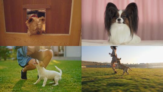 【合集】运动的宠物狗欢乐