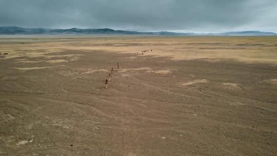 西藏旅游风光乌云高原牧场奔跑野驴远景