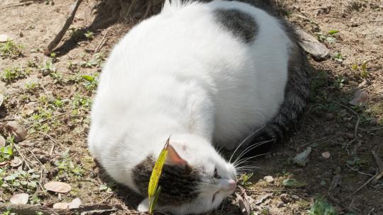 可爱猫咪4K实拍镜头