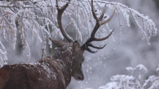 冬季森林野生驯鹿麋鹿觅食