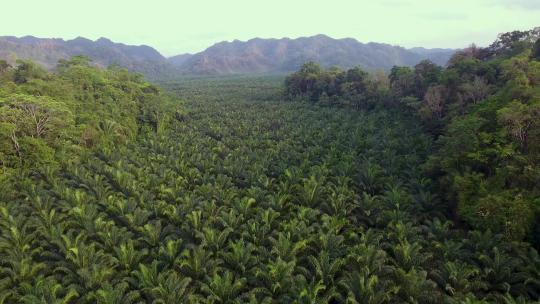云南咖啡豆产区种植园