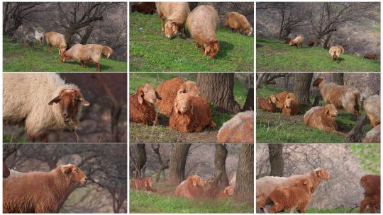 新疆草原上的羊高清在线视频素材下载