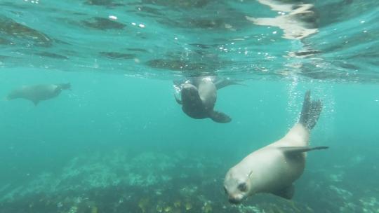 海豹 海底斑海豹