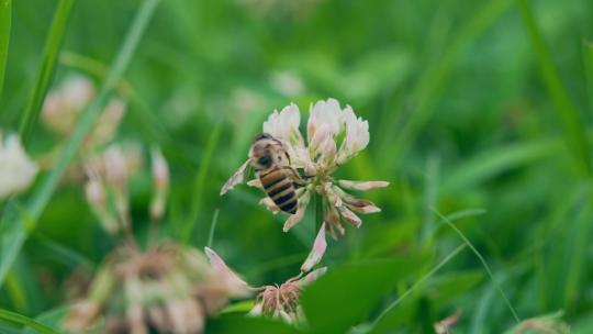 花丛蜜蜂采蜜视频素材模板下载