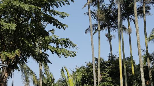 厦门植物园，园林风景，户外天空，椰树