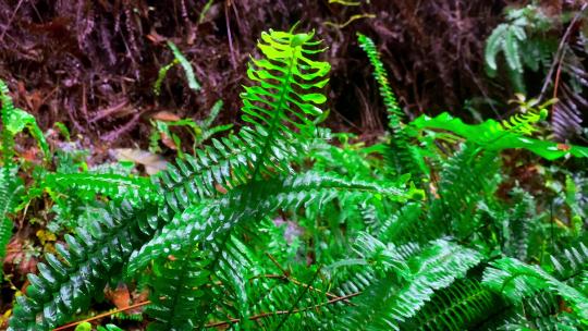 下雨天森山野林的小草-自带下雨音频视频素材模板下载
