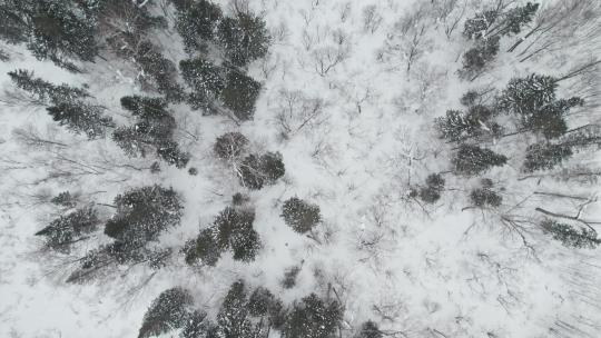 中国黑龙江雪乡林海雪原风景航拍