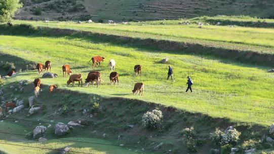 吃草的牛群各景别航拍高清在线视频素材下载
