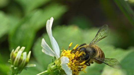 春天蜜蜂采蜜视频素材模板下载