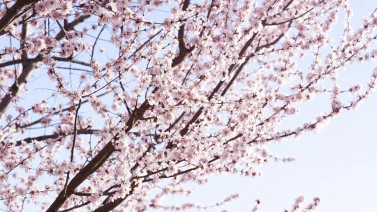 北京颐和园春季春天山桃花