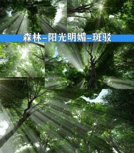 阳光森林 树林高清在线视频素材下载