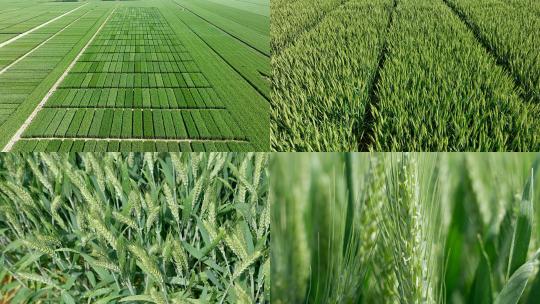 农场小麦试验田绿色麦田麦穗麦花小麦灌溉