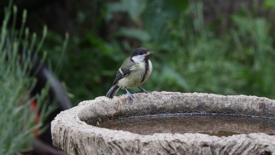 山雀在花园鸟浴中喝水