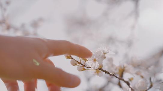 超唯美指尖触碰梅花