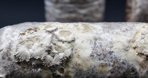 灰平菇蘑菇菌包种植包生长延时摄影视频合集