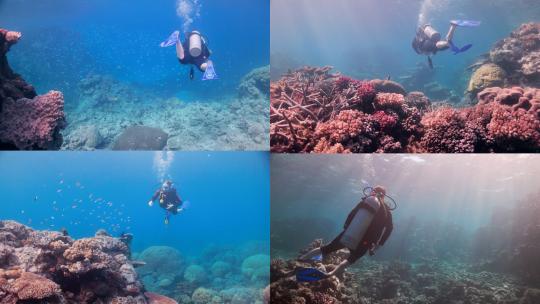 【合集】深海潜水鱼群珊瑚礁高清视频