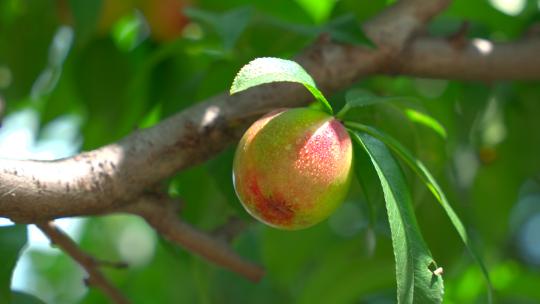 成熟的油桃