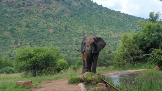 大象 自然保护区