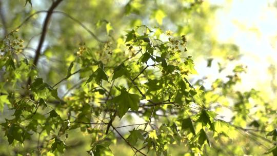 元宝槭春天开花嫩叶绿叶随风摆动清新自然视频素材模板下载