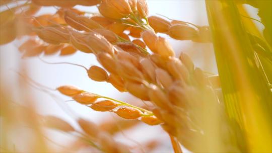 水稻播种大米农业丰收 稻田黑土地秋收