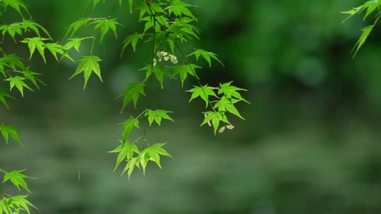 杭州虎跑下雨天的湖边的绿色枫树叶微风吹动
