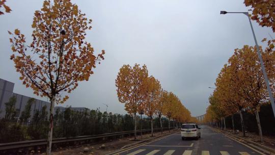 冬天郴州烟厂后街道金黄树叶实拍视频