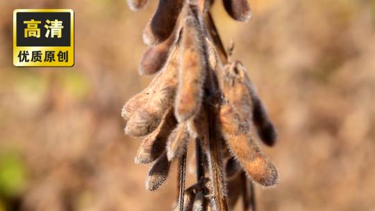 秋天丰收豆子毛豆黄色毛豆老毛豆黄豆