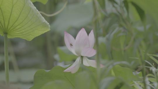 夏季湿地湖河池塘荷花莲花蜜蜂荷叶户外自然