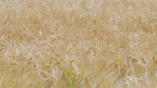 大麦穗的慢镜头拍摄