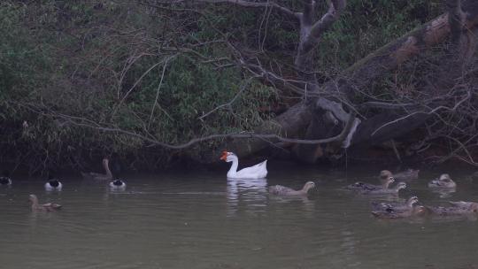 乡村喂养的鹅和鸭子在池塘中游泳4k合集