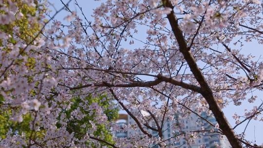 陆家嘴上海中心大厦春天盛开的樱花