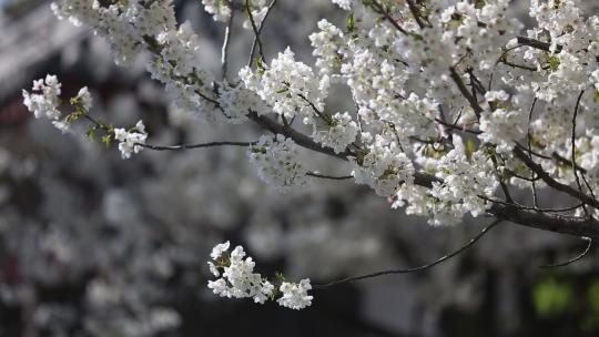 济南五龙潭，春季樱花植物盛开洁白如雪