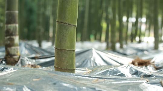 竹林林下经济林下产业