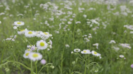 小清新鲜花阳光和雏菊