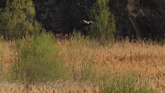 湿地公园内野生鸟类飞翔觅食