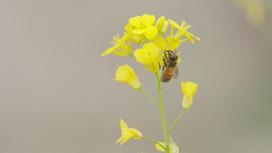 蜜蜂采蜜油菜花实拍镜头