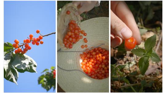樱桃竖屏素材 植物图鉴 农业生鲜水果自然高清在线视频素材下载